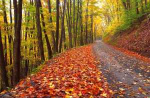 Fall Leaves On Trail